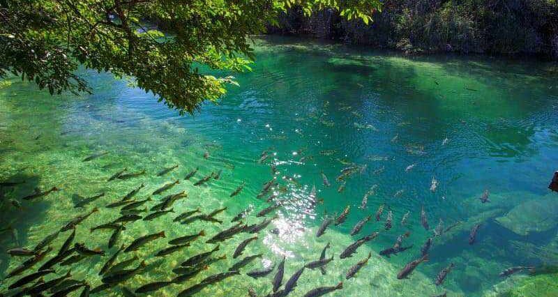 balneário municipal bonito ecoturismo