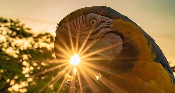 day use pantanal  fazenda san francisco impacto ecoturismo