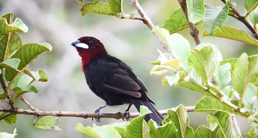 birdwatching aves estancia mimosa bonito ecoturismo