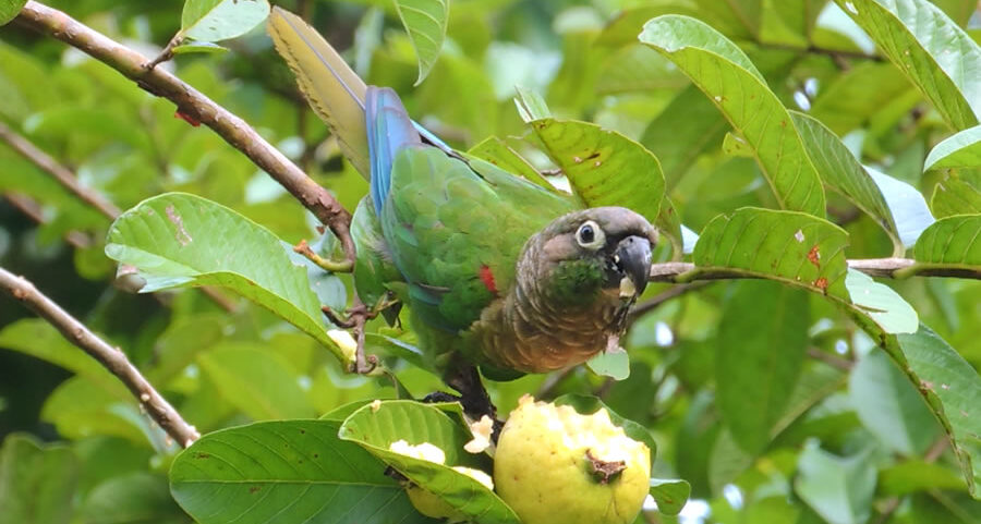 birdwatching estância mimosa bonito ecoturismo