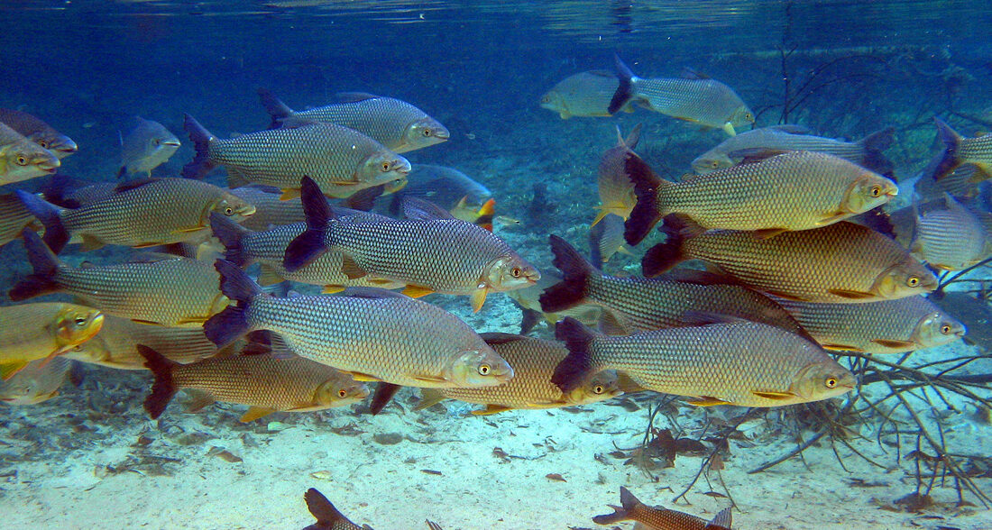 flutuação no rio da prata bonito ecoturismo