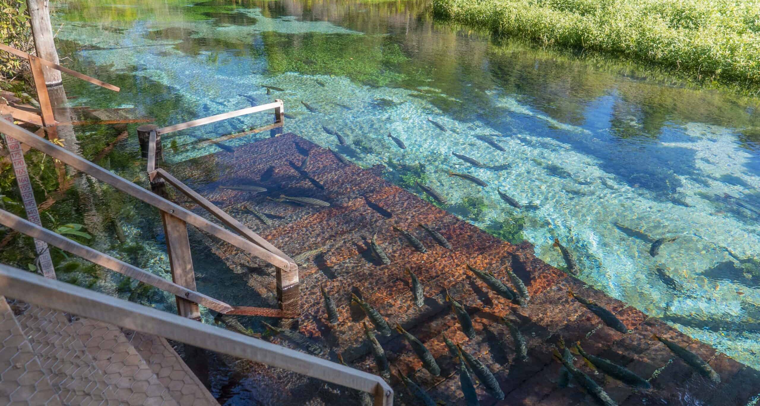 flutuação  rio sucuri  bonito ecoturismo