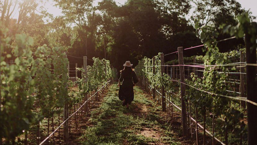 Terroir Pantanal Vinhedo