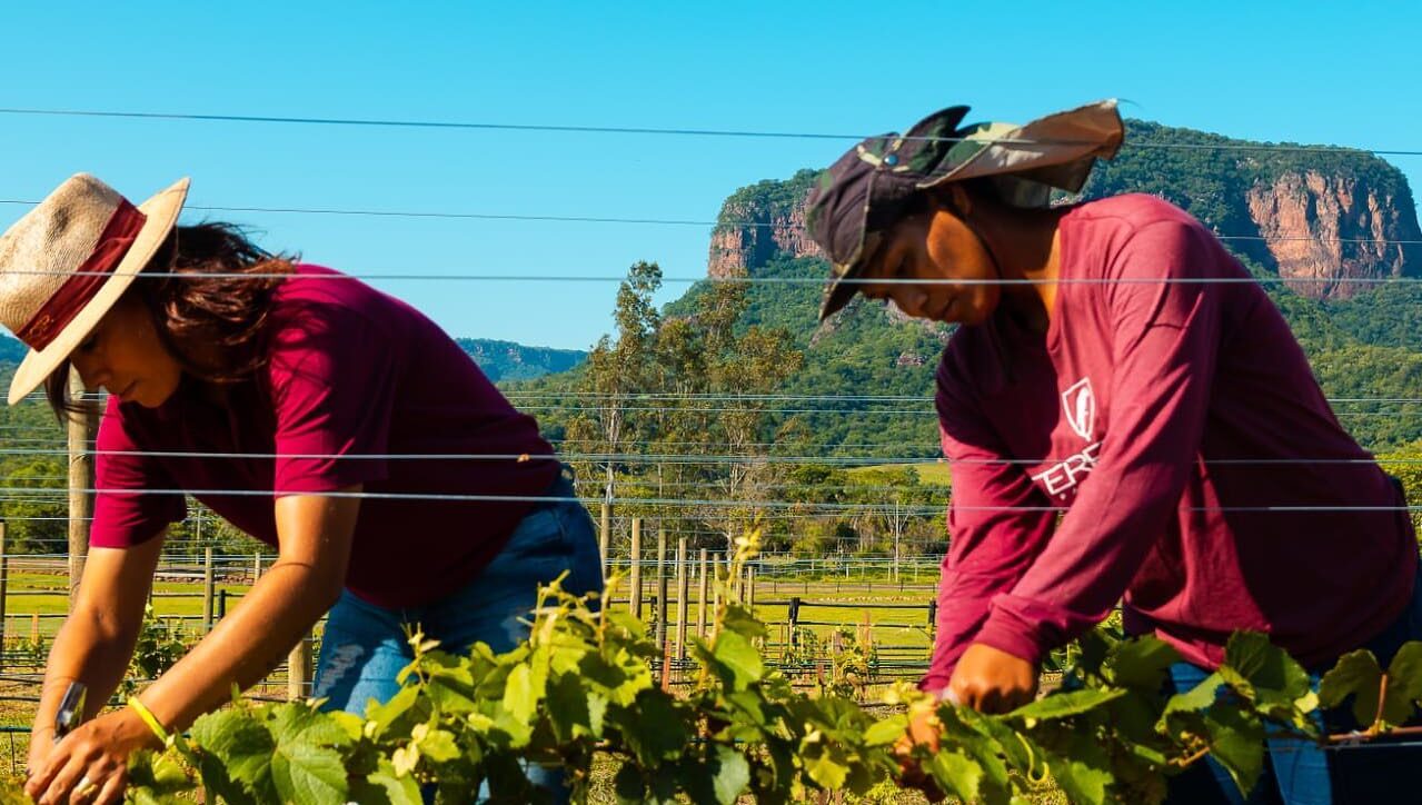 Terroir Pantanal